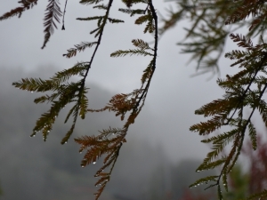 bilder-vroni-309-jpg