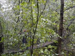 bilder-vroni-409-jpg