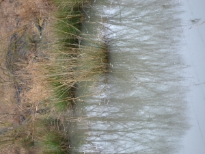 dsc_0296
